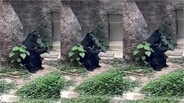 工讀生出來！？ 遊客捕捉壽山動物園黑熊「朝人揮手...