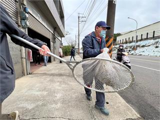 東非狒狒遭獵槍開槍擊中左胸！獵人稱「新竹縣農業處...