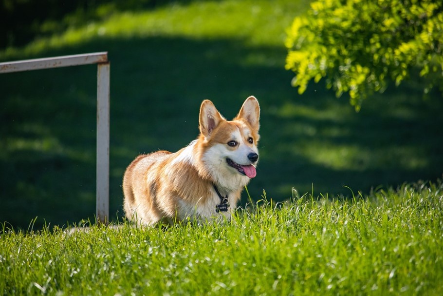 柯基犬在女王逝世後價格翻漲1倍，創歷史新高。示意圖／翻攝自Pixabay