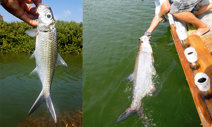 Kenali 2 Spesies Ikan Bulan (Tarpon)!!