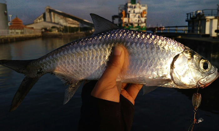 Kenali 2 Spesies Ikan Bulan (Tarpon)!!