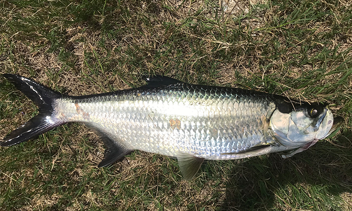 Kenali 2 Spesies Ikan Bulan (Tarpon)!!