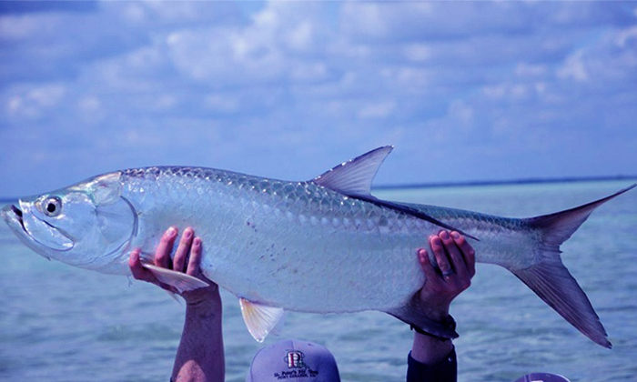 Kenali 2 Spesies Ikan Bulan (Tarpon)!!