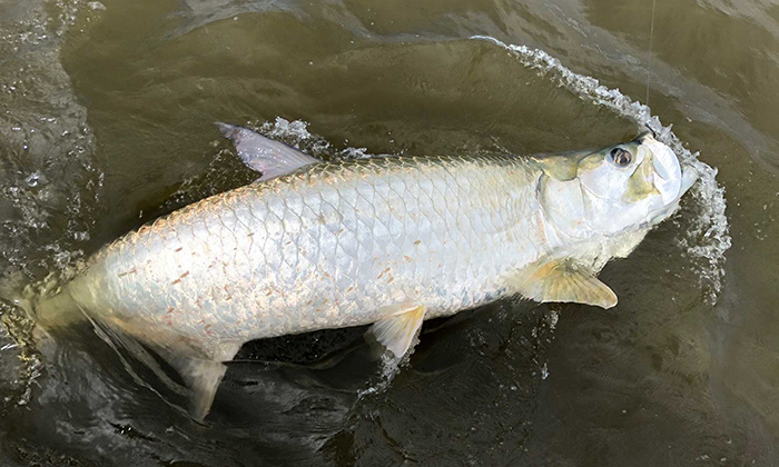 Kenali 2 Spesies Ikan Bulan (Tarpon)!!