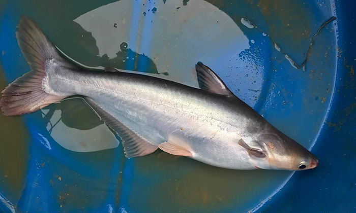 Jangan Jadi Kaki Kolam Kalau Tak Tau Istilah Patin Ini