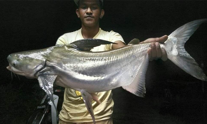 Jangan Jadi Kaki Kolam Kalau Tak Tau Istilah Patin Ini