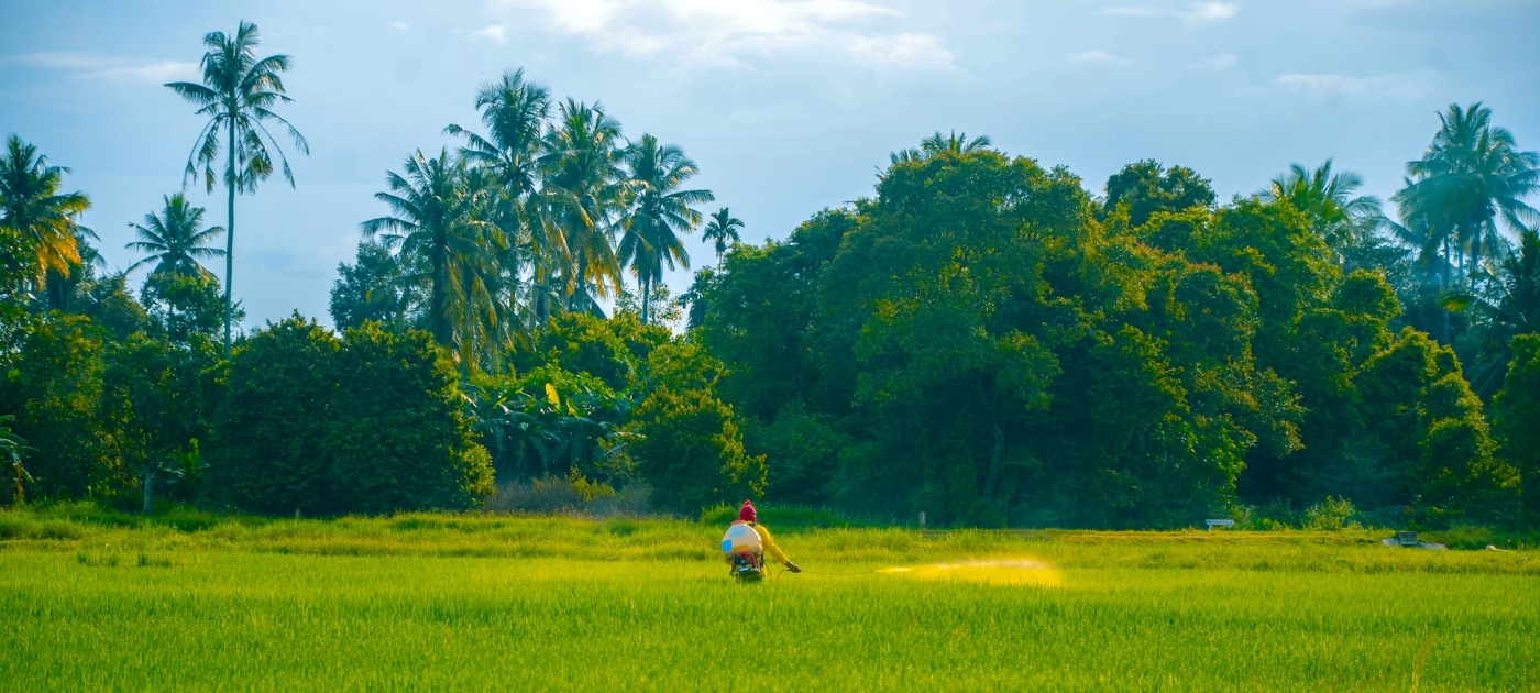 A farmer is spraying pesticides on the paddy field 