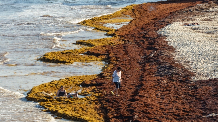 Pessoas caminhando em uma praia repleta de algas marinhas