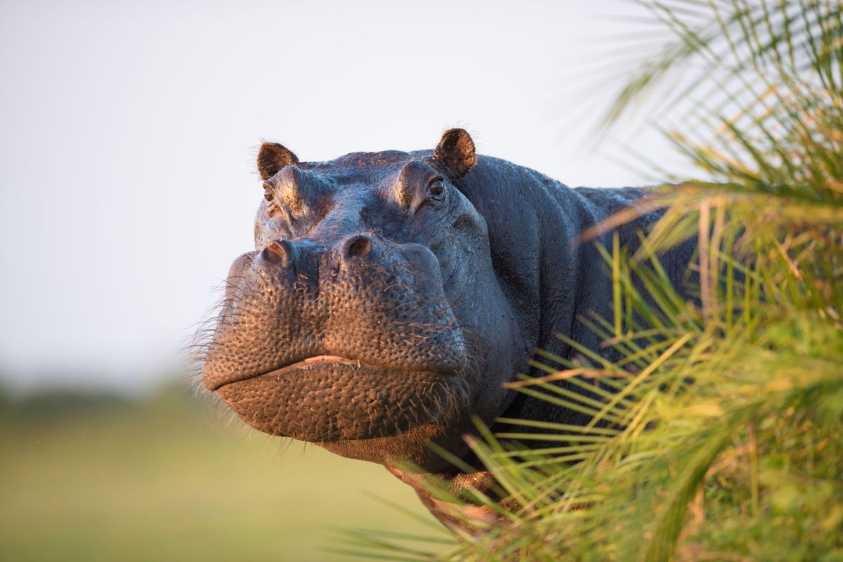 Flusspferd (Hippopotamus amphibius) schaut aus der Vegetation im Okavango-Delta, Botswana hervor.