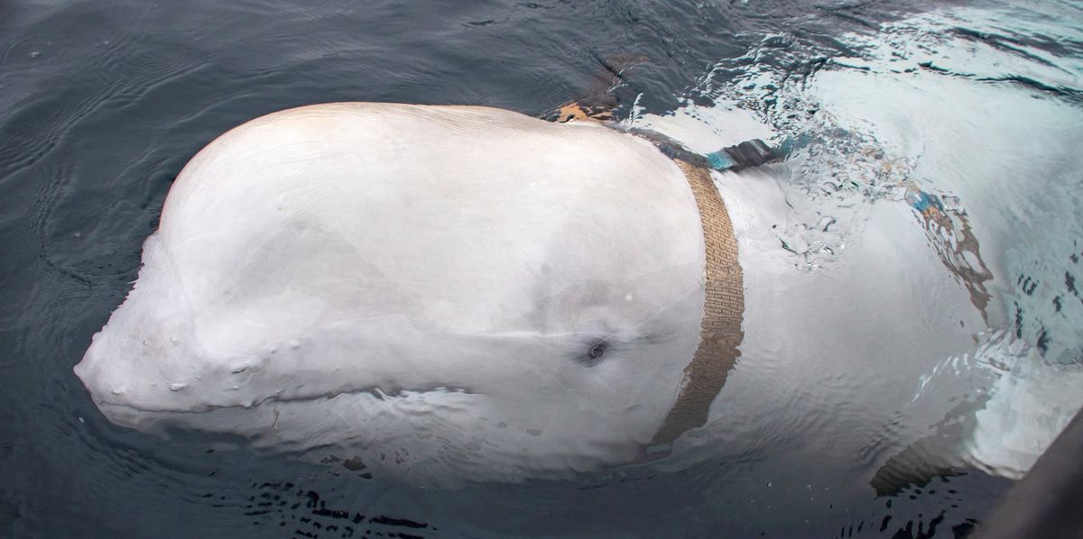 Ein weisser Wal, der ein Geschirr trägt, schwimmt im Meer vor der Küste Nordnorwegens. Der Wal wurde am 26. April 2019 von Fischern entdeckt und später als 'Hvaldimir' bekannt.