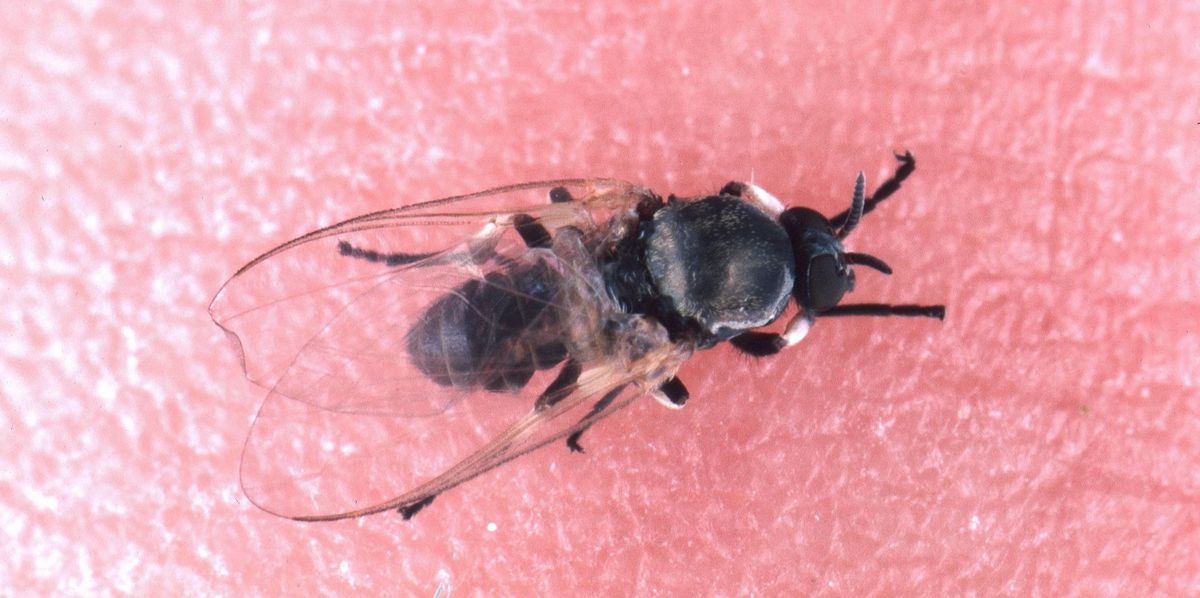 Nahaufnahme einer schwarzen, geflügelten kleinen Fliege auf einer rosa Oberfläche.