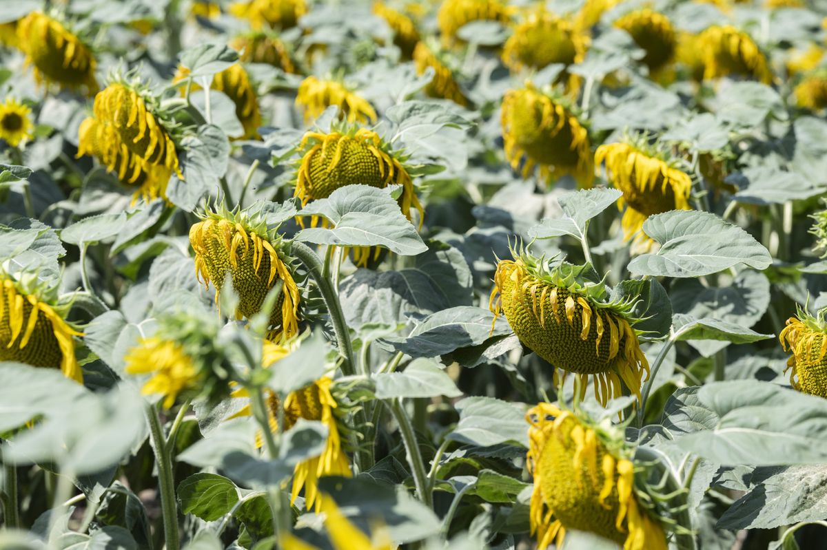 Sonnenblumen lassen wegen Wassermangel und anhaltender Hitze nahe Rüdlingen am 11. Juli 2023 ihre Köpfe hängen.