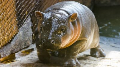 Moo Deng es una hipopótamo pigmeo que roba corazones en redes sociales