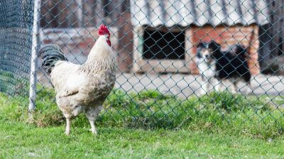 Perro persigue a un gallo en Miami y paraliza la vialidad