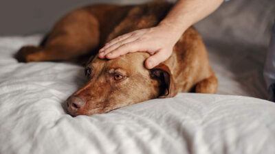 Crean herramienta para predecir cuándo morirá un perro anciano