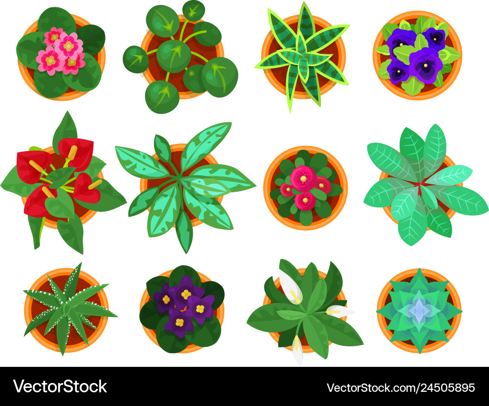 Home plant top view set houseplants for vector image