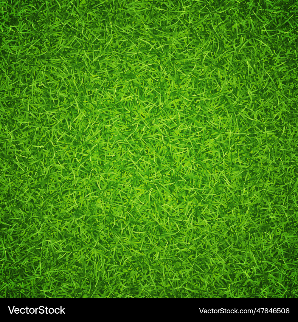 Lawn green grass background vector image