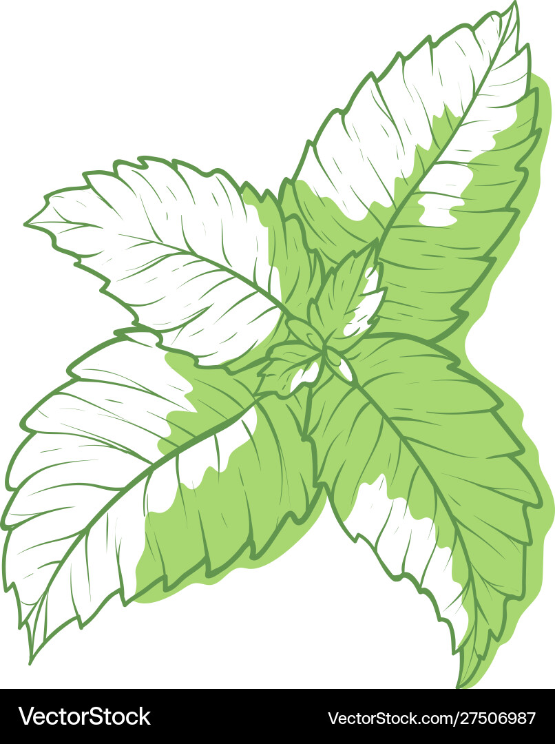 Mint icon fragrant melissa green herbal symbol vector image