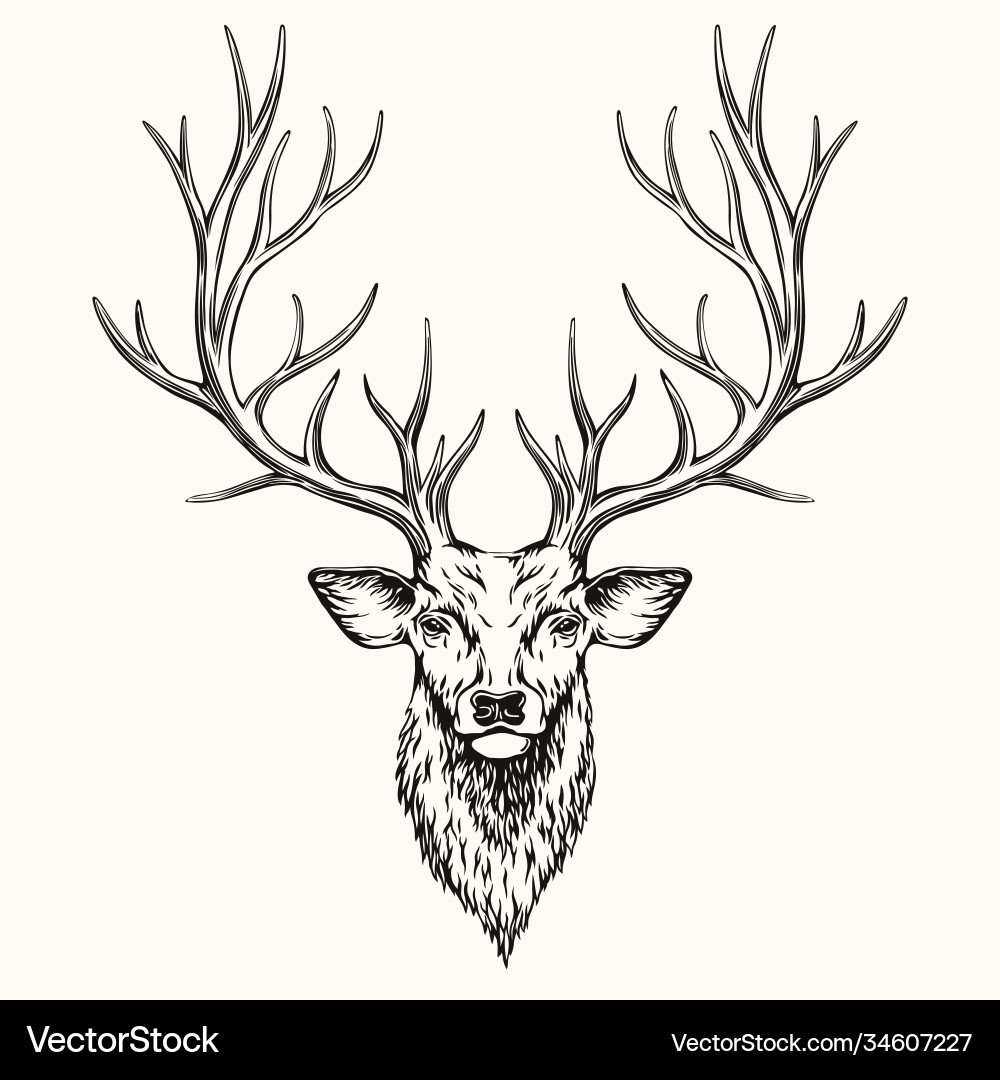 Head deer vector image