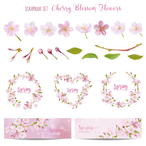 Cherry blossom spring background vector image