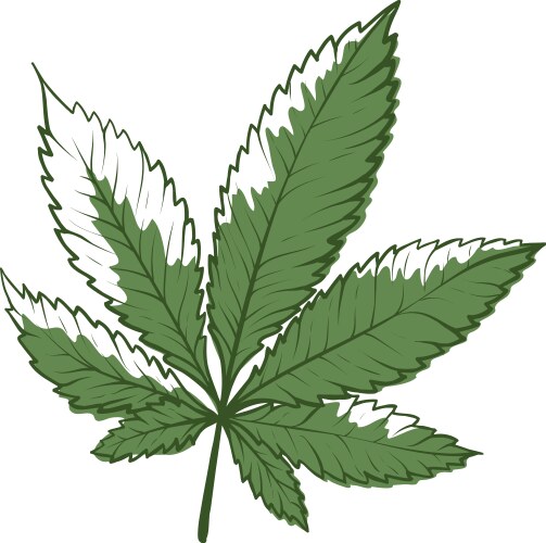 Marihuana icon hemp or cannabis herb botanical vector image