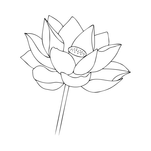 Water lily asian flower blossom vector image