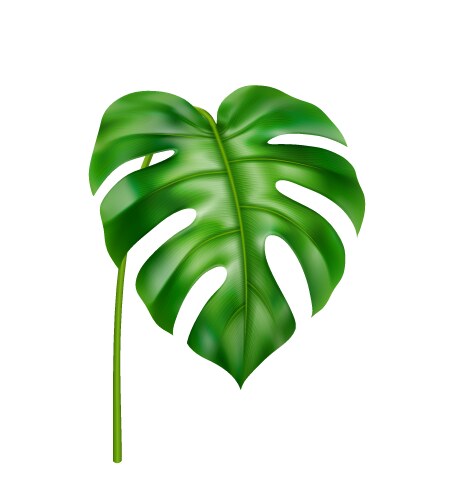 Curved monstera leaf tropical foliage decoration vector image