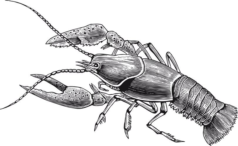 High detail crawfish engraving vector image