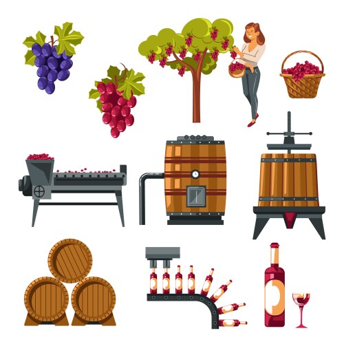 Winemaking process from grapes growing vector image