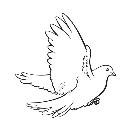 free flying white dove isolated sketch style vector image