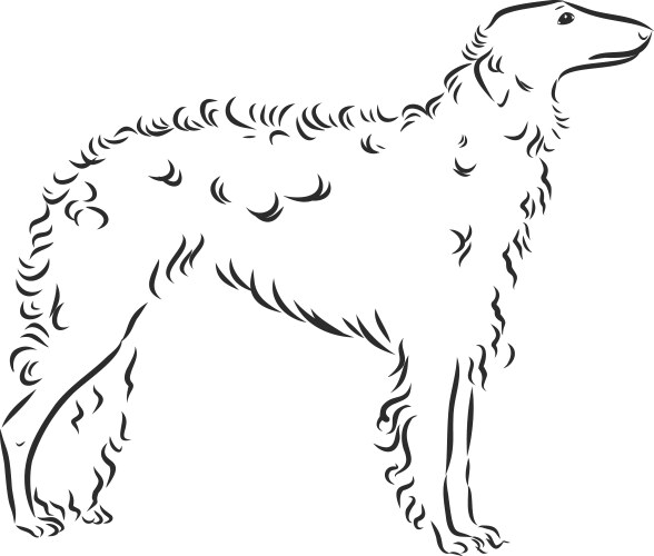 Dog borzoi or russian wolfhound vector image