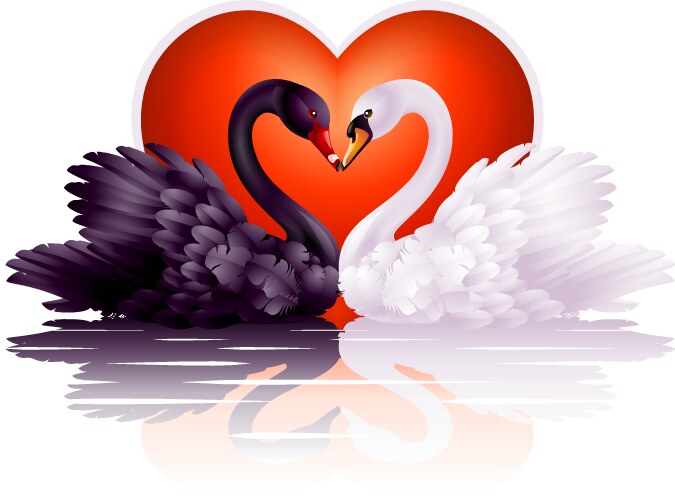 Graceful swans vector image