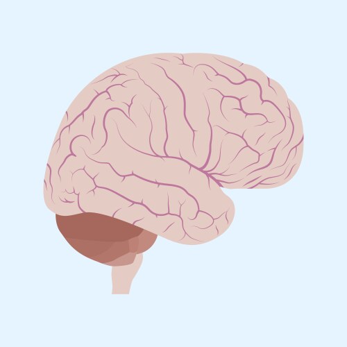 Brain vector image