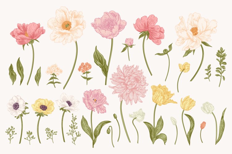 Set with garden flowers vector image