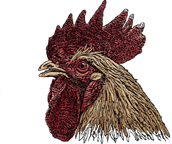 Rooster head colored vector image