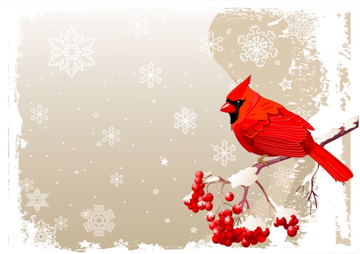 Red cardinal bird background vector image