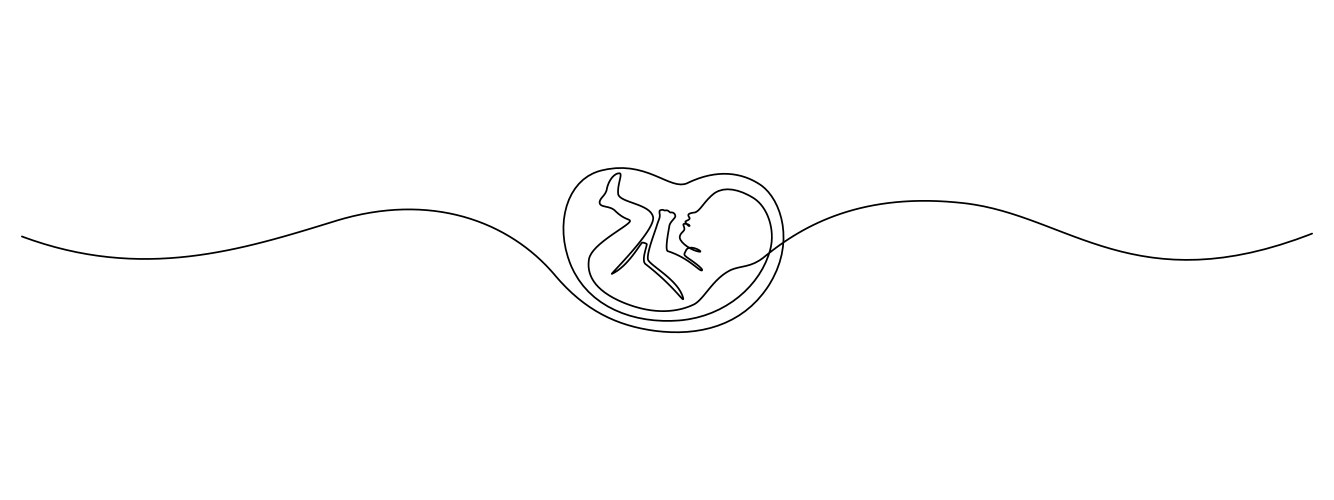 baby embryo in womb one continuous line drawing vector image