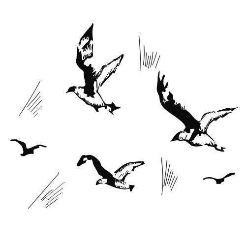 Flying seagulls hand drawn vector image