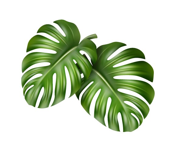 two monstera leaves vector image