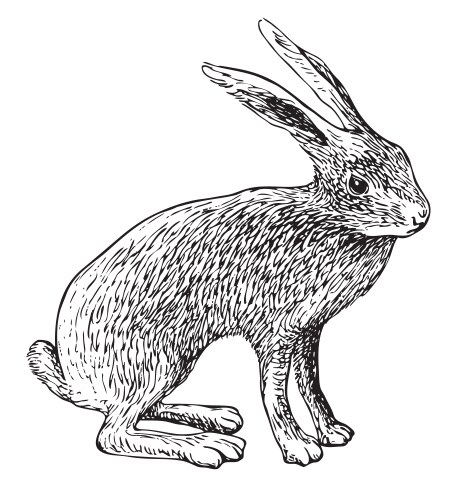 Realistic drawing sketch wild hare tolai vector image