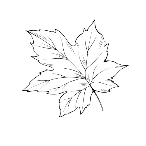 maple tree leaf coloring book vector image