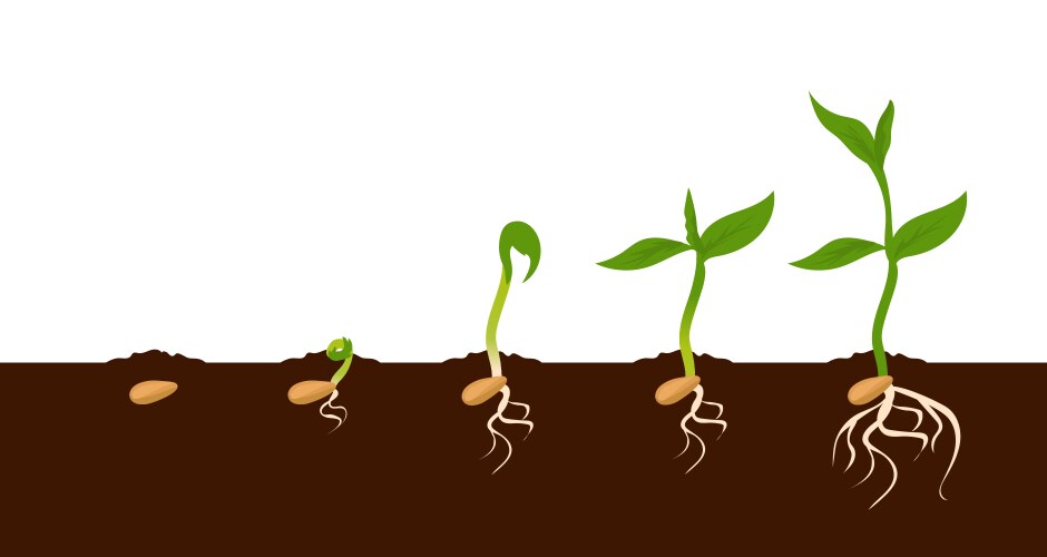 Growing plant sprout growth process steps vector image