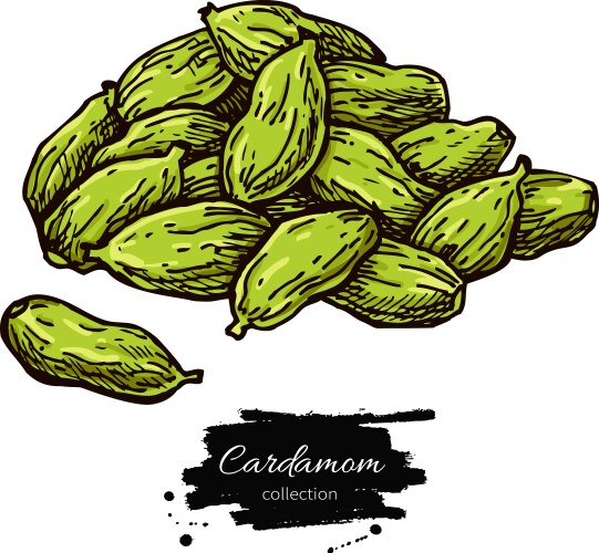 Cardamom seed heap hand drawn vector image