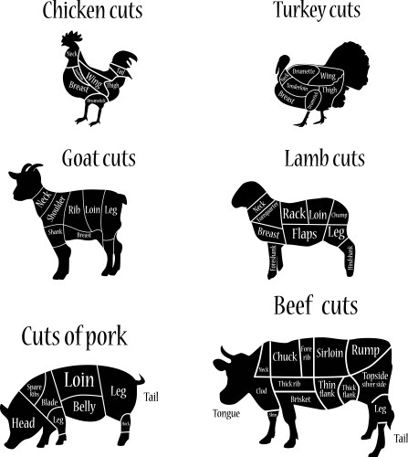 Butcher chart vector image