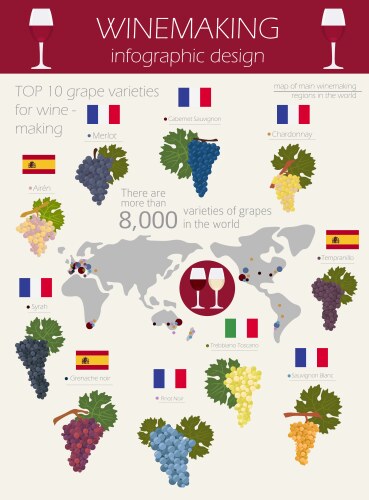 Grapes varieties for wine winemaking infographic vector image