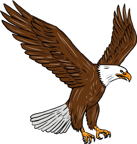 Bald eagle flying drawing vector image