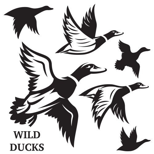 Set of flying wild ducks vector image