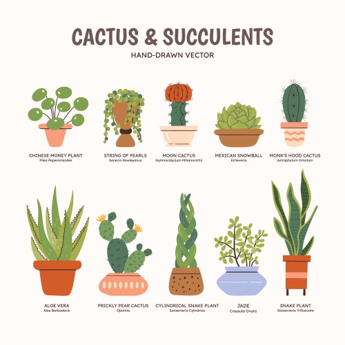 Cactus amp succulents - colorful vector image