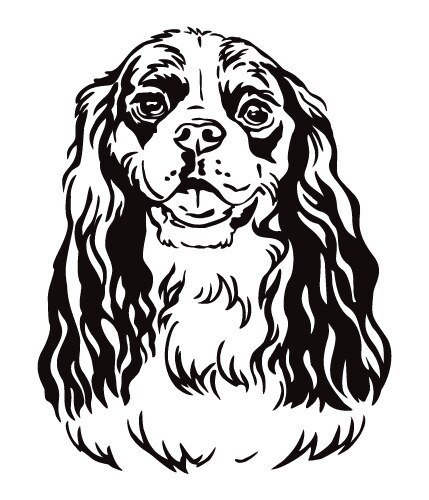 Decorative portrait cavalier king charles vector image