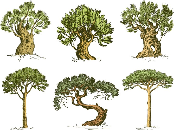 Big set of engraved hand drawn tree include pine vector image